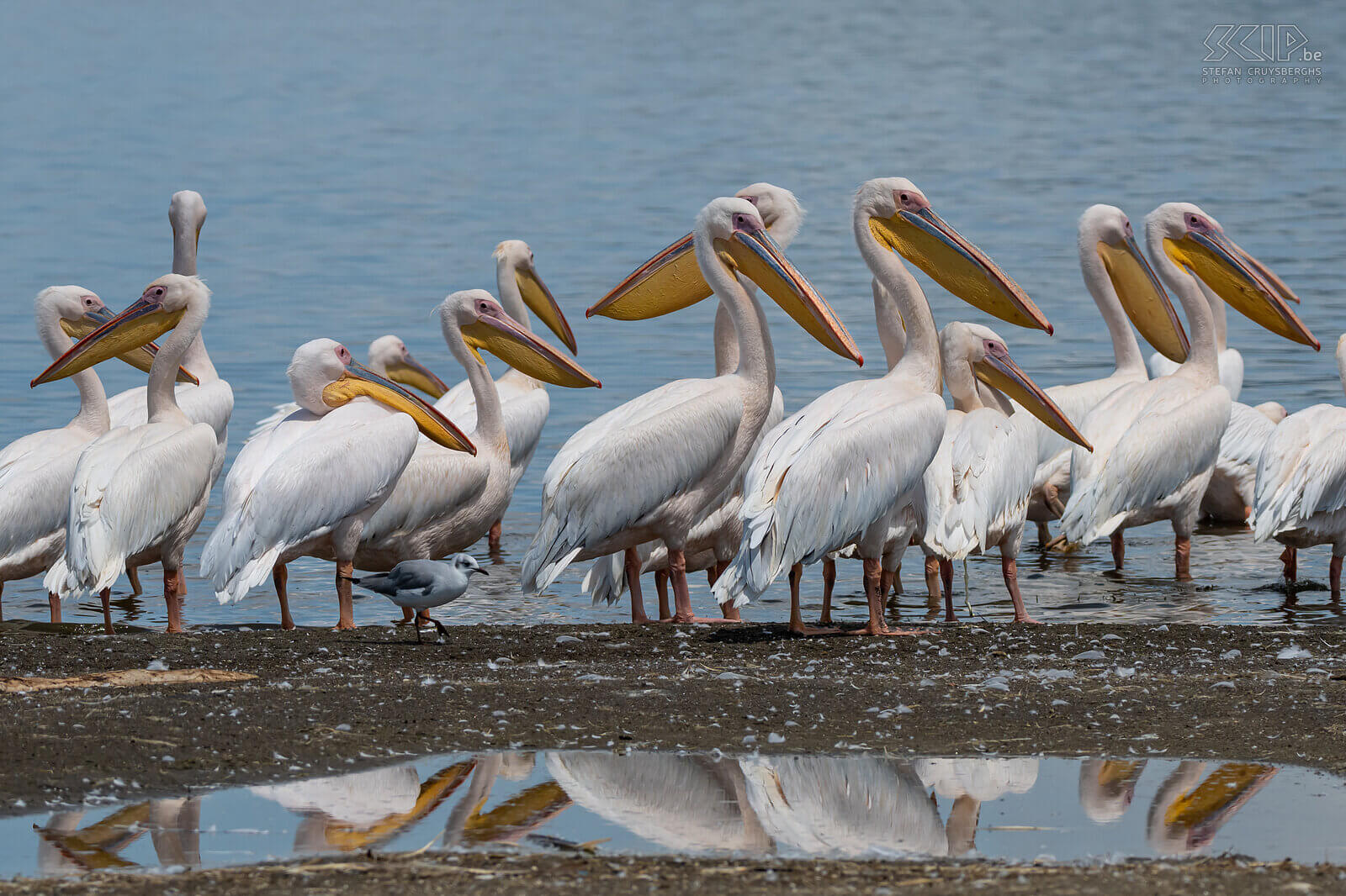 Nakuru NP - Roze pelikanen Roze pelikanen (White pelican / Pelecanus erythrorhynchos) aan het prachtige Lake Nakuru Stefan Cruysberghs
